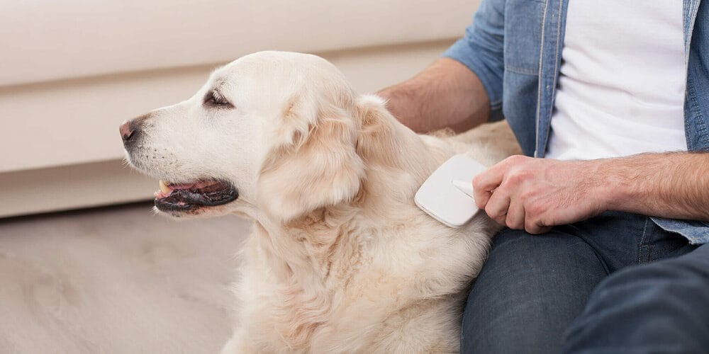 Brush your dog for any knots or tangles Brush your dog for any knots or tangles