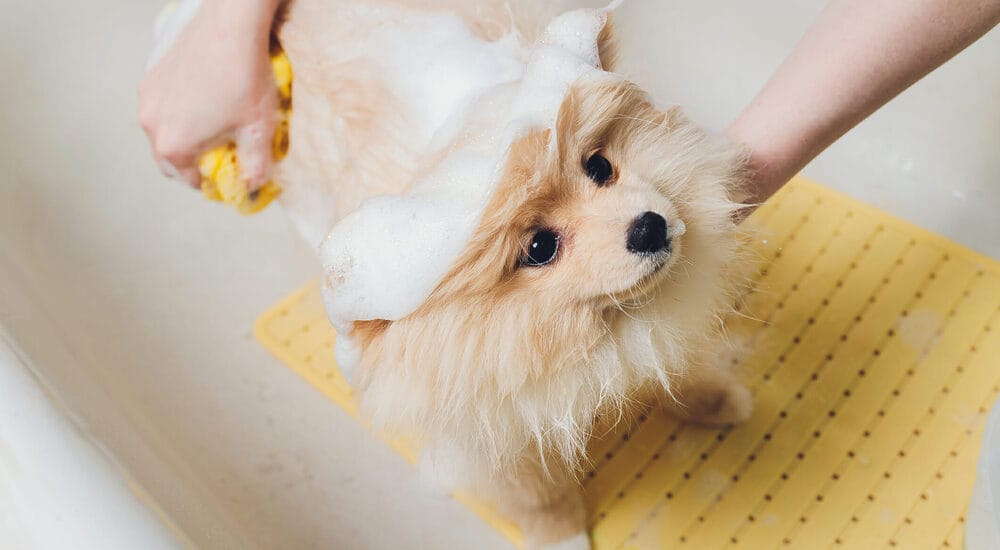 Apply the shampoo Apply the shampoo