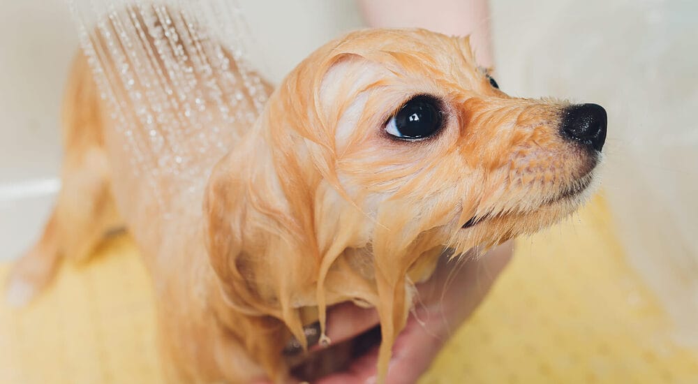 Message and rinse the shampoo Message and rinse the shampoo