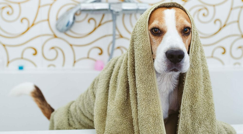 Dry your dog with a towel or blow dryer Dry your dog with a towel or blow dryer