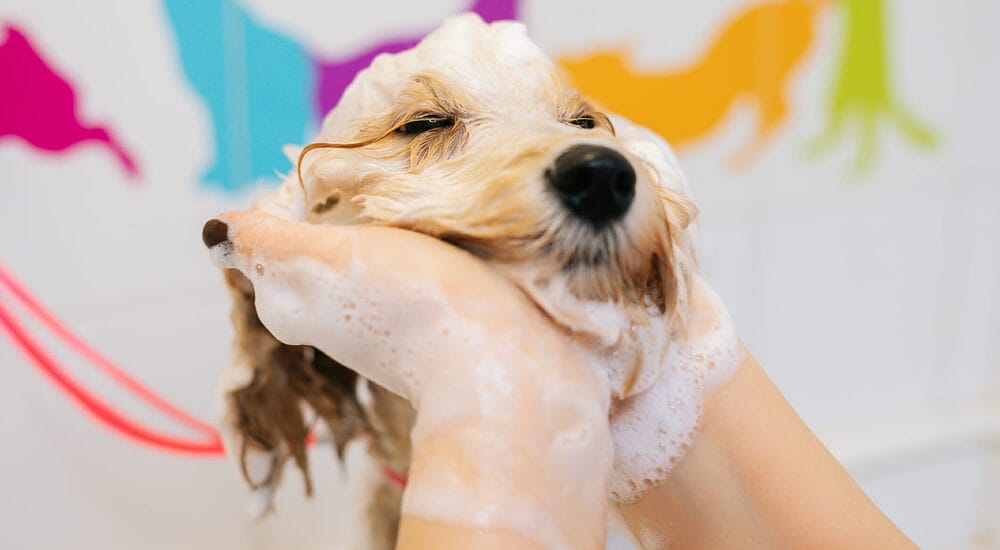 How often can you bathe a dog with dawn? How often can you bathe a dog with dawn?