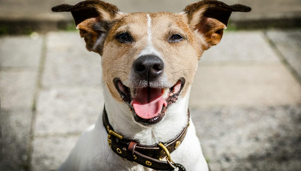 How do you clean a stinky dog collar? How do you clean a stinky dog collar?