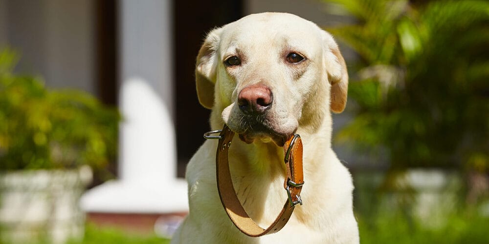 How to condition leather dog collar How to condition leather dog collar