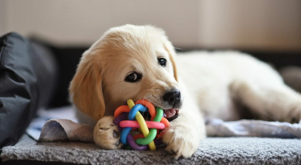 Your puppy is teething Your puppy is teething