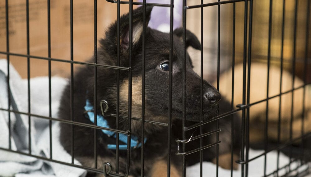 experiencing Separation anxiety experiencing Separation anxiety