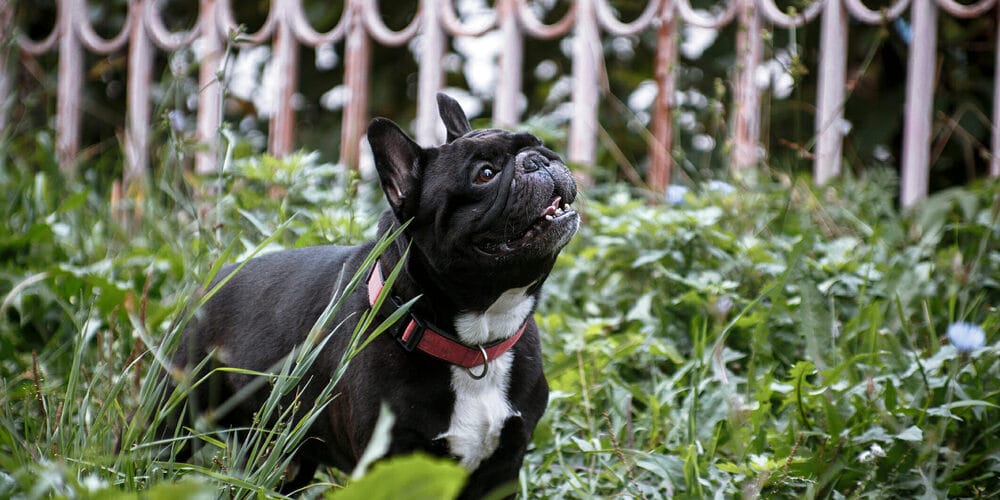 How To Keep Dog In Wrought Iron Fence How To Keep Dog In Wrought Iron Fence