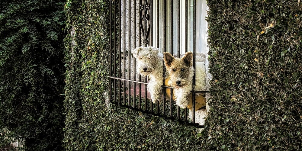 How to keep dog in wrought iron fence? How to keep dog in wrought iron fence?