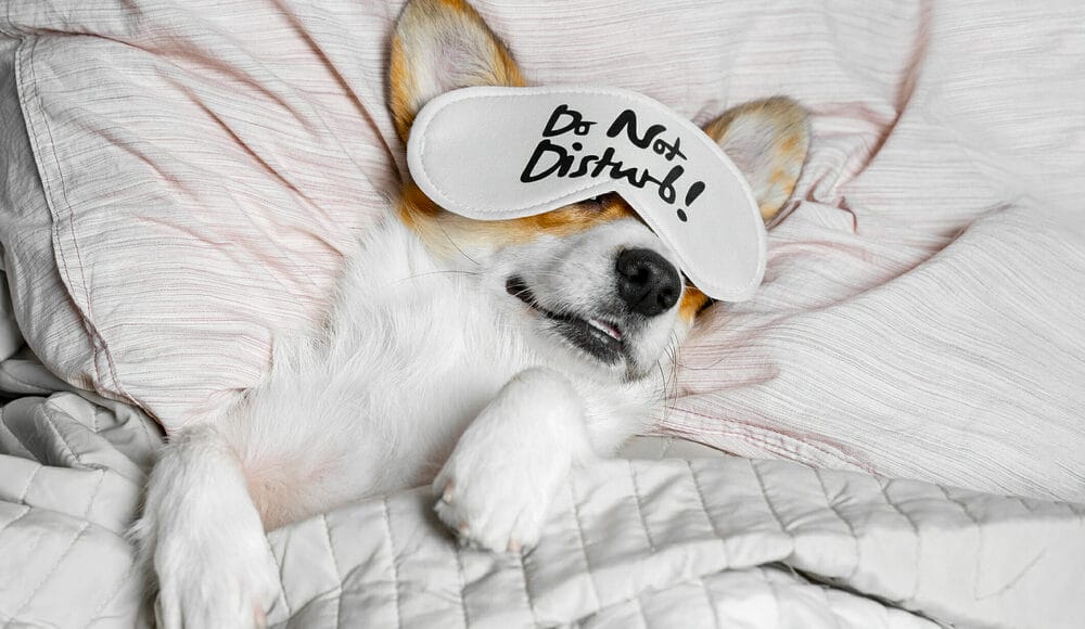 How to clean white bedding with dogs? How to clean white bedding with dogs?