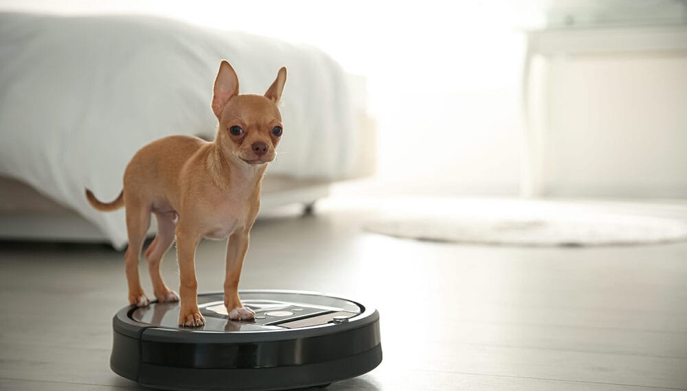 Vacuum regularly to avoid hair accumulation Vacuum regularly to avoid hair accumulation