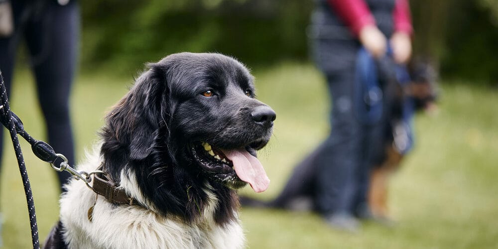 Training your dog not to jump the fence Training your dog not to jump the fence