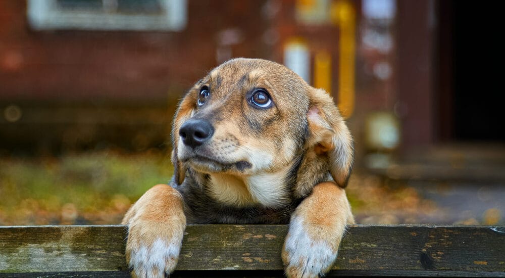 Loneliness Loneliness