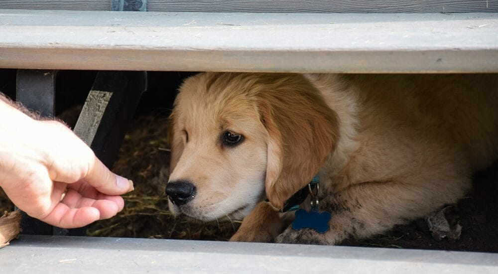 Anxiety or fear Anxiety or fear