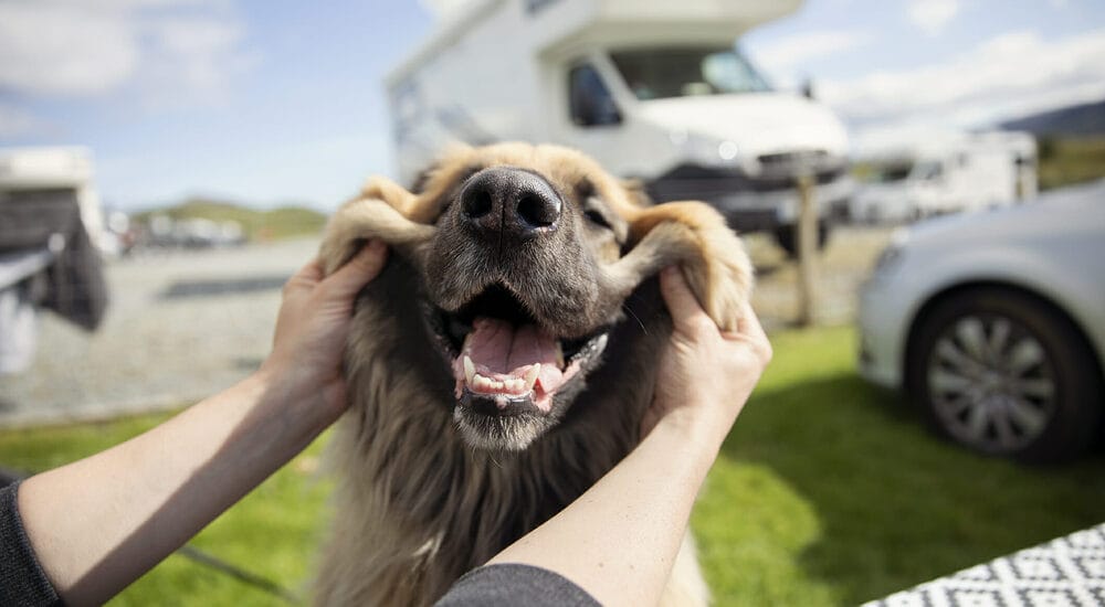 Excitement Excitement