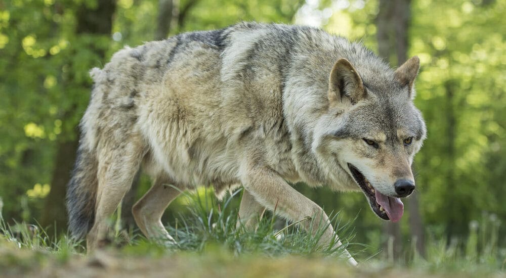 Instinctual Behavior Instinctual Behavior