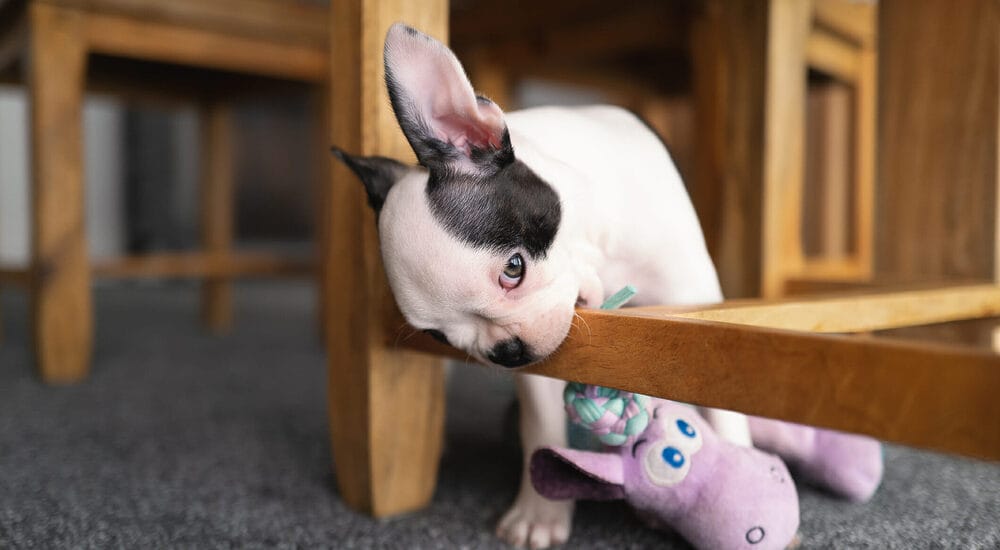 Why do dogs like to chew on wood? Why do dogs like to chew on wood?