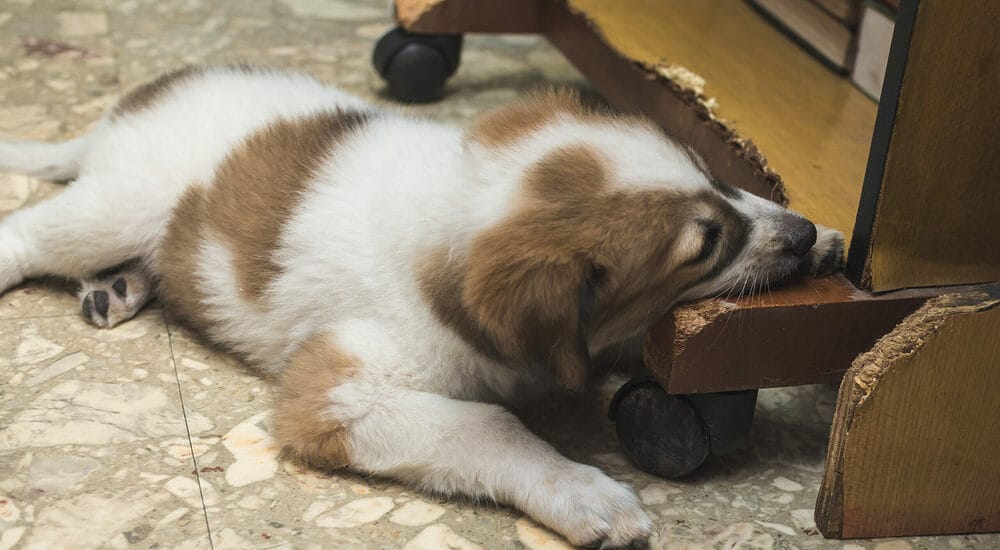 Is it dangerous for dogs to chew a wood? Is it dangerous for dogs to chew a wood?