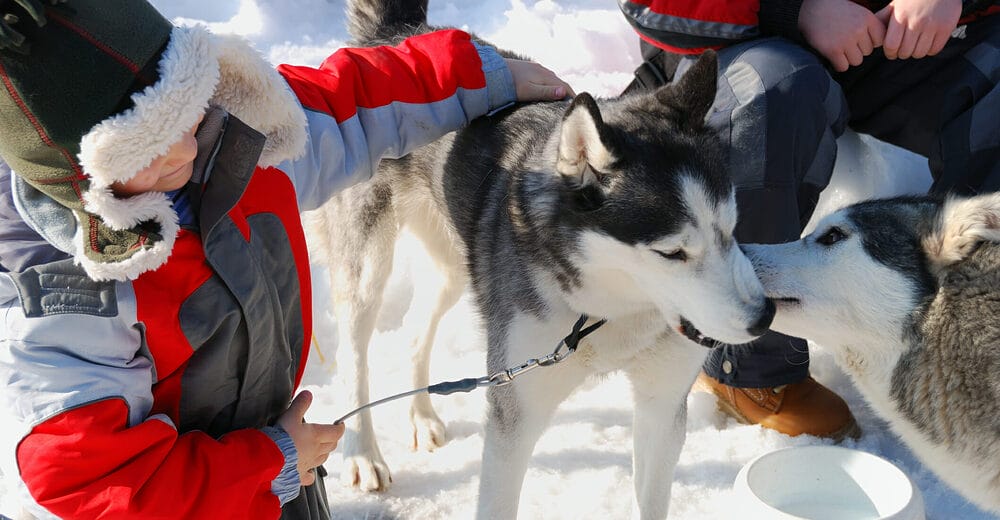 Why do dogs lick other dog’s ears? Why do dogs lick other dog's ears?