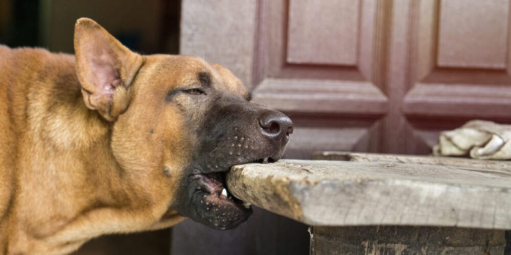 Use a taste deterrent Use a taste deterrent