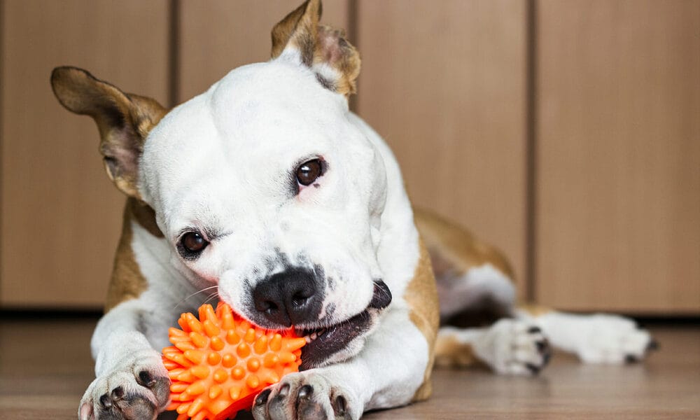 Provide your dog with chew toys Provide your dog with chew toys