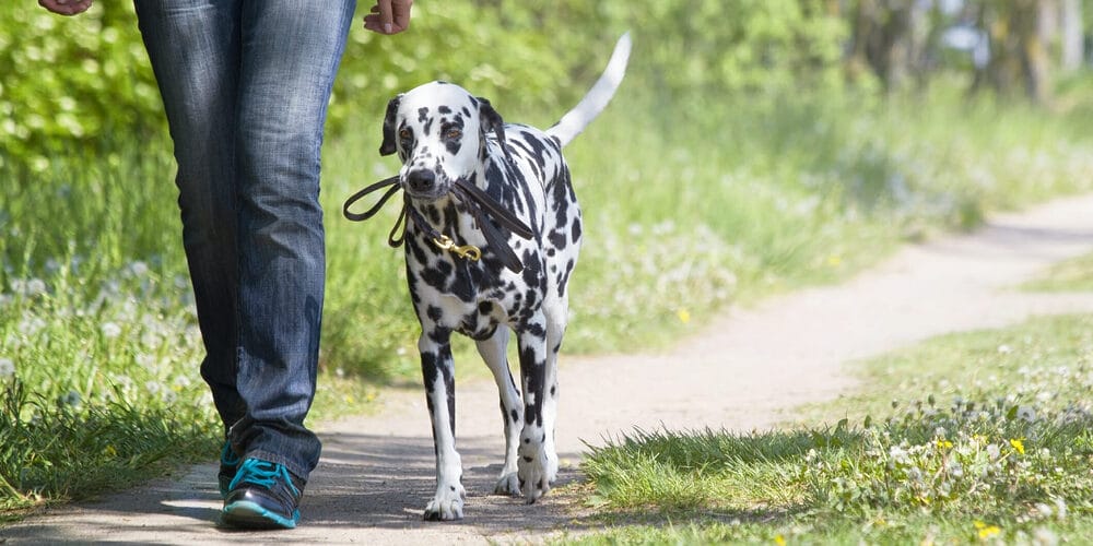 Plenty of exercise Plenty of exercise