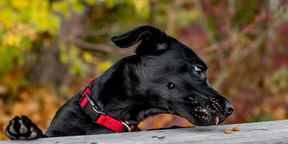 Train them not to chew Train them not to chew