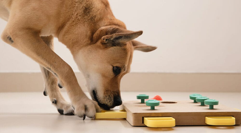 Environmental Enrichment Environmental Enrichment