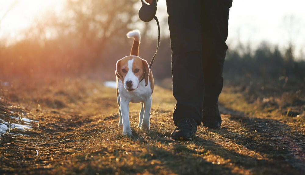 What is a Dog Leash Burn and how does it happen What is a Dog Leash Burn and how does it happen