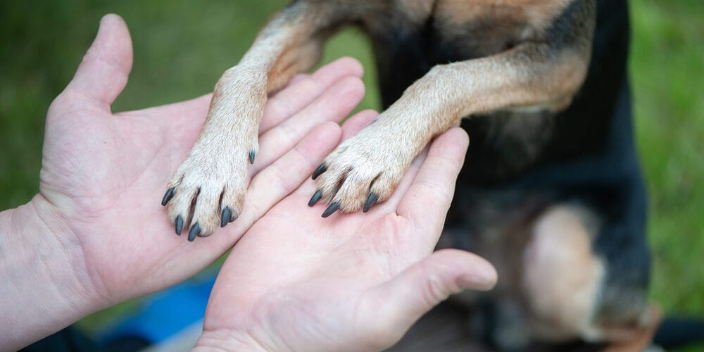 The Pros and Cons of Filing Dog Nails The Pros and Cons of Filing Dog Nails