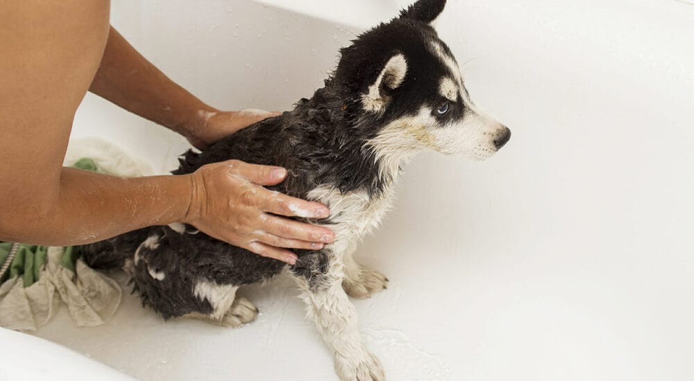 Method 4 – Hydrogen Peroxide Method 4 - Hydrogen Peroxide