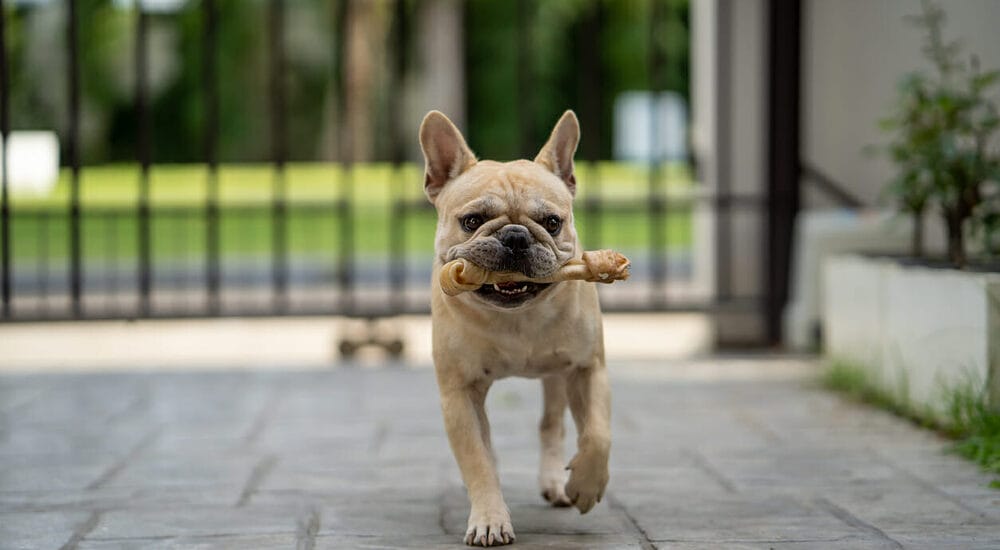 Know Where Your Rawhide Comes From Know Where Your Rawhide Comes From