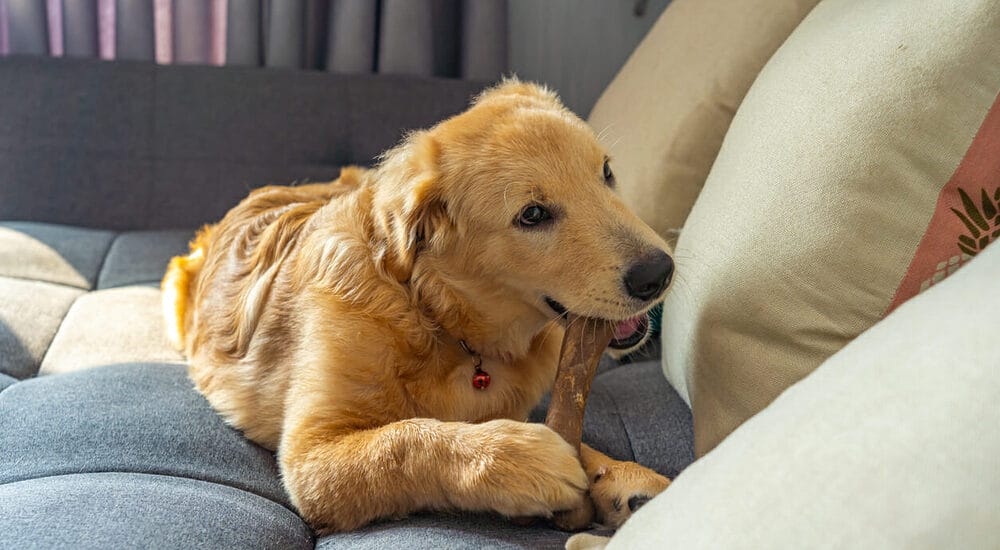 Create a Quiet Space for Chewing Create a Quiet Space for Chewing