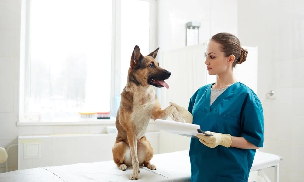 Dog vet Dog vet