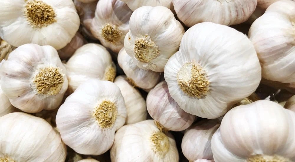 harmful food for dogs harmful food for dogs