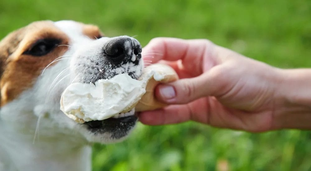 dont let dog eat too much dont let dog eat too much