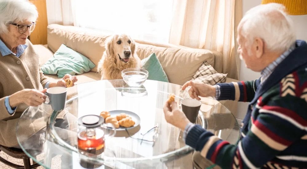 Sharing food with your dog Sharing food with your dog
