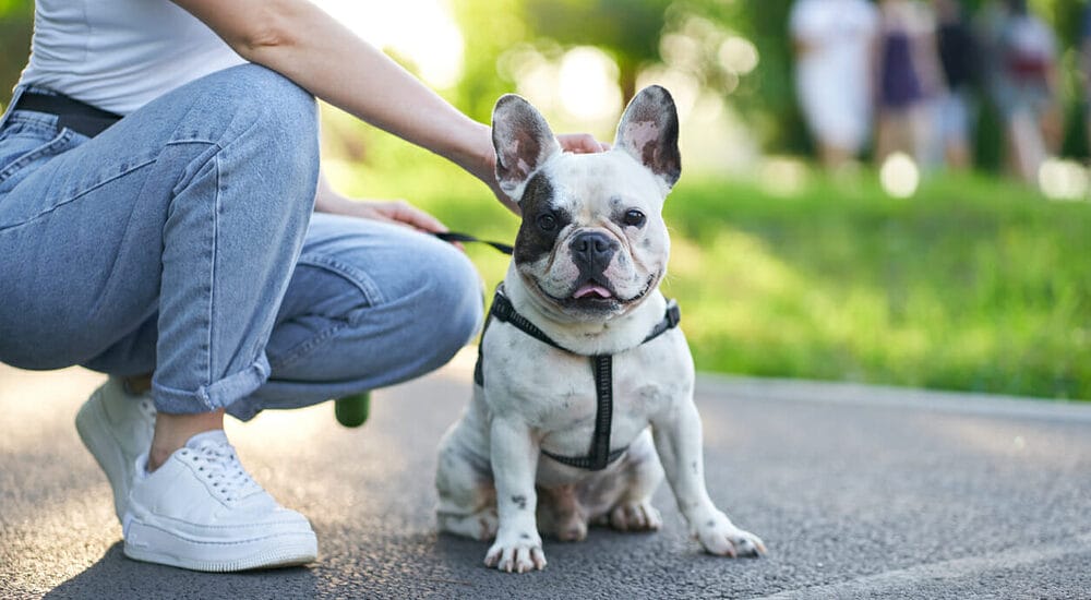 Can Hawks Pick Up Dogs? Should you be worried? Can Hawks Pick Up Dogs? Should you be worried?