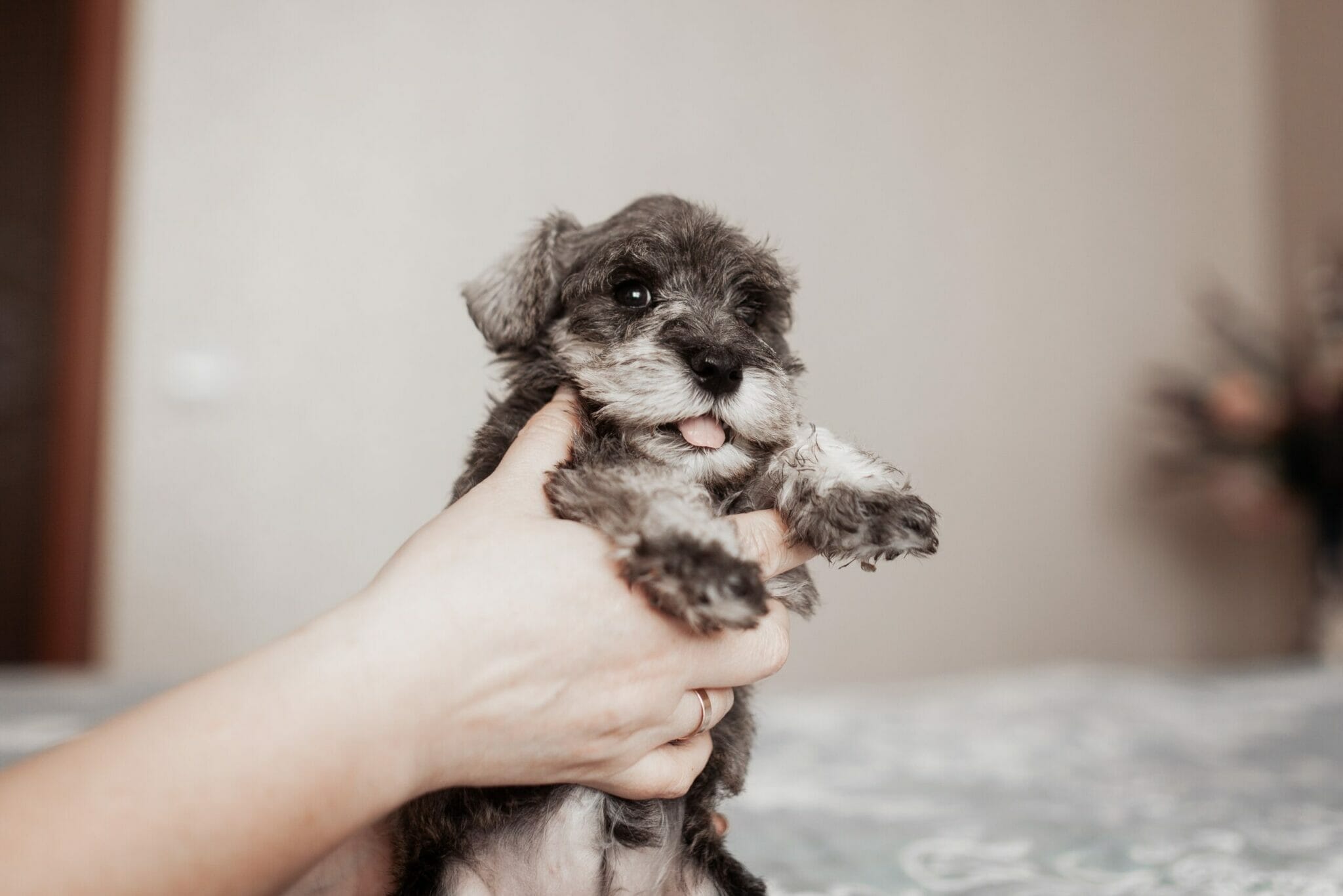 Toy schnauzer's health issues