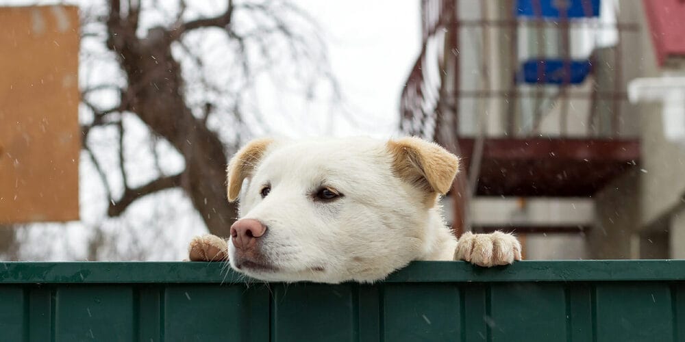 What are the disadvantages of vinyl fencing? What are the disadvantages of vinyl fencing?