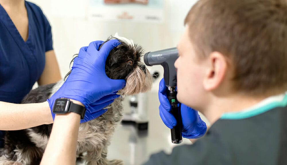 Does Your Dog Even Have Cataracts Does Your Dog Even Have Cataracts