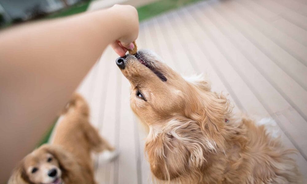 What is DMT dog training? What is DMT dog training?