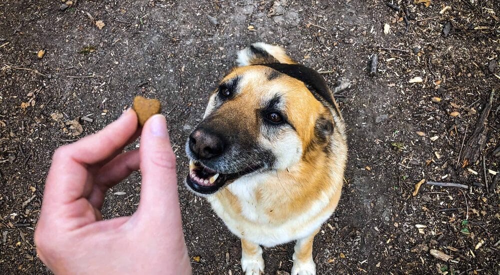 How can DMT help your dog learn? How can DMT help your dog learn?