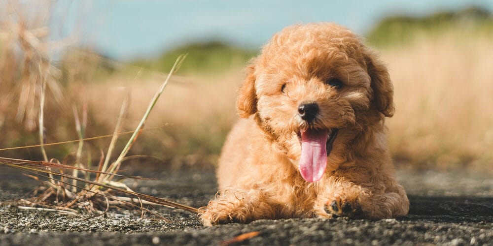 High energy: Poodles High energy: Poodles