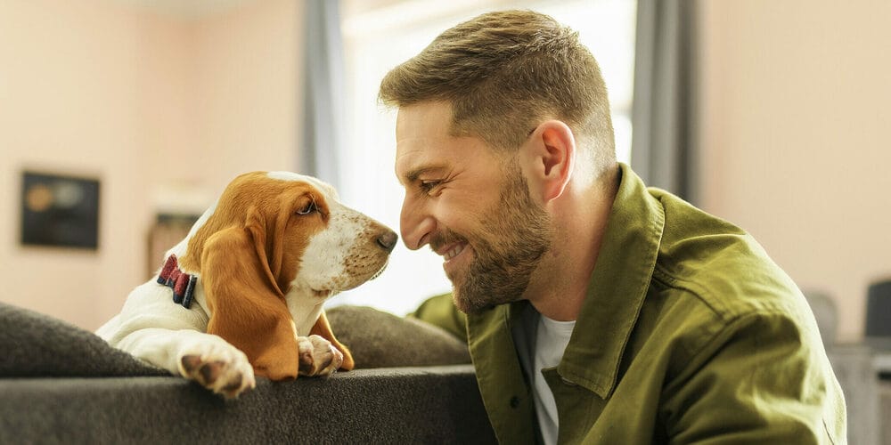 Low Energy: Basset Hounds Low Energy: Basset Hounds