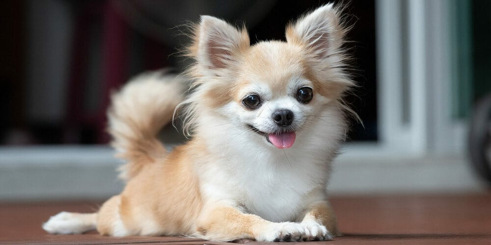 Low Energy: Chihuahuas Low Energy: Chihuahuas