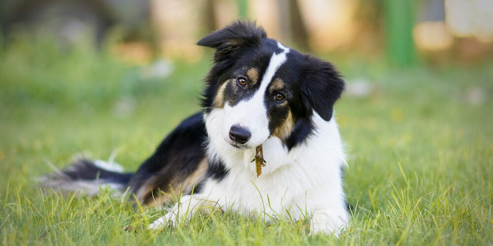 High energy: Border Collies High energy: Border Collies