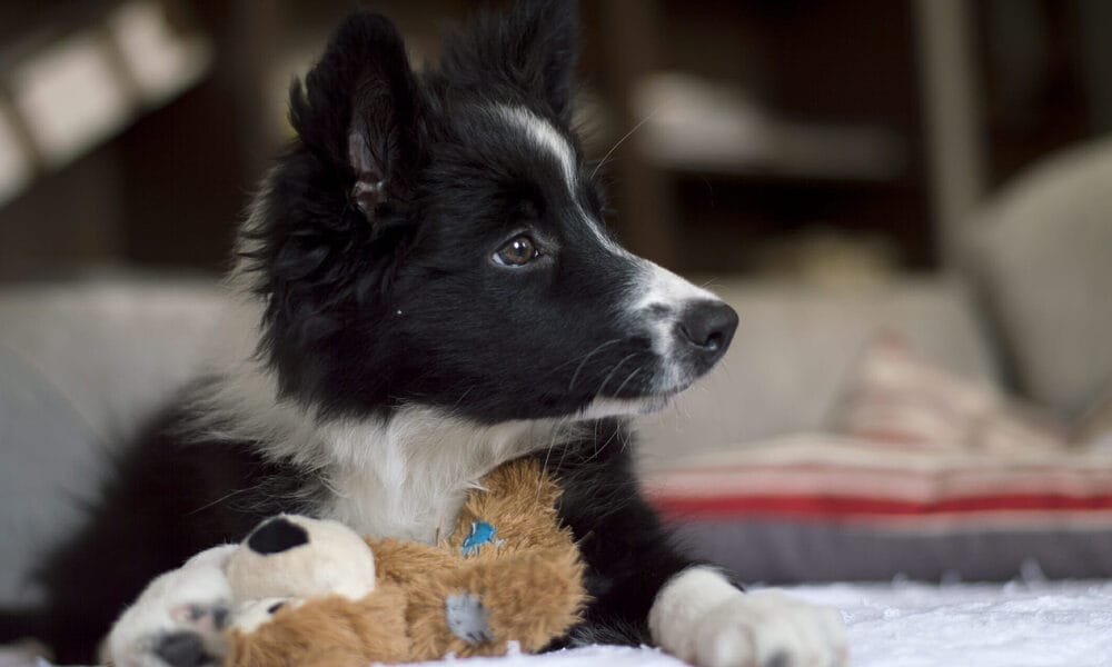 What should you avoid putting in a dog crate for chewers? What should you avoid putting in a dog crate for chewers?