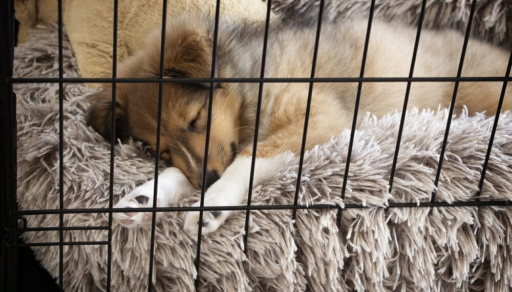 What is the best way to keep my dog safe while he’s in his crate? What is the best way to keep my dog safe while he's in his crate?