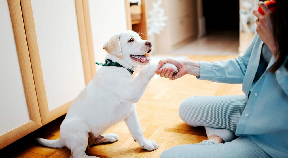 Is your puppy currently listening to you Is your puppy currently listening to you
