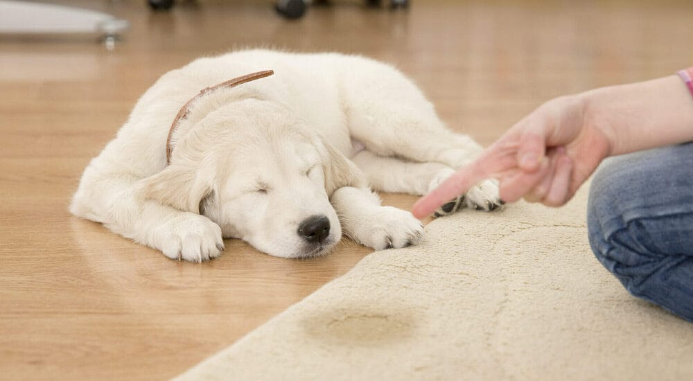 Does your puppy have a lot of accidents? Does your puppy have a lot of accidents?