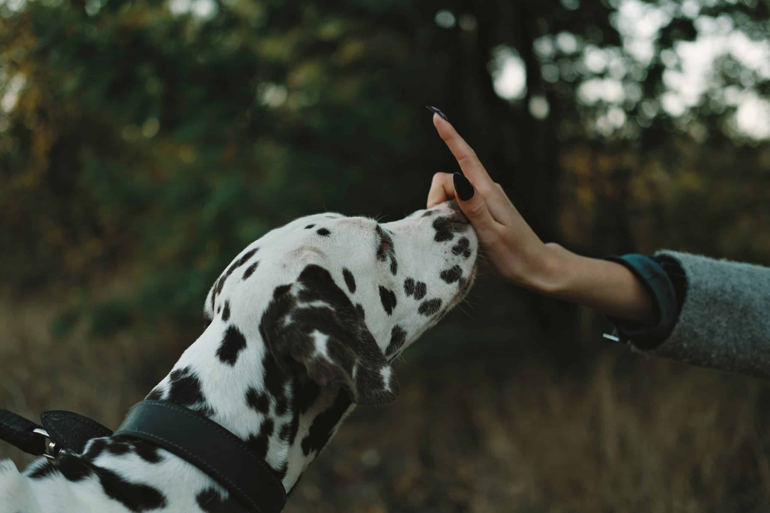 Are dalmatians disobedient?
